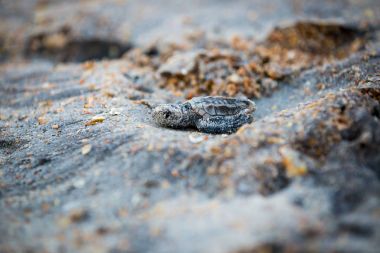 Su sonra tarama yapmak bebek Deniz kaplumbağaları