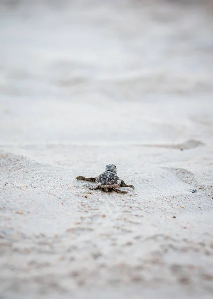 Baby Sea Turtles Making Way Water Hatching — Stock Photo, Image