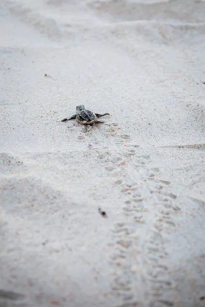 Baby Sea Turtles Making Way Water Hatching — Stock Photo, Image