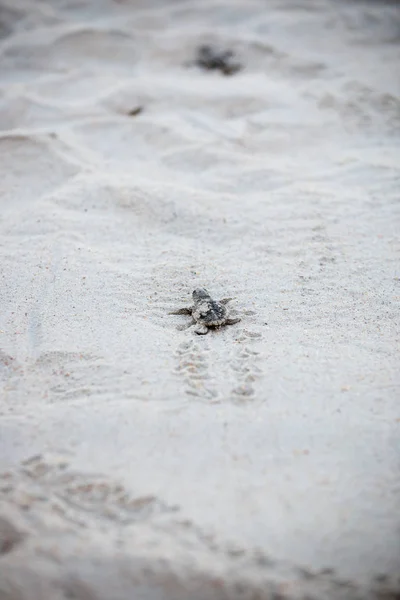 Baby Sea Turtles making their way down to the water after hatching