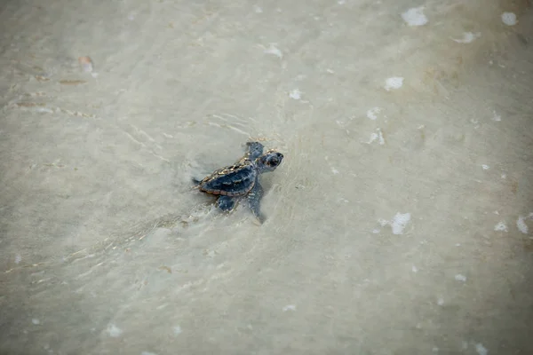 Baby Sea Turtles Making Way Water Hatching — Stock Photo, Image