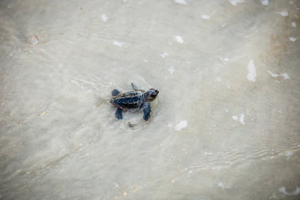 Bebé Tortugas Marinas Haciendo Camino Hacia Agua Después Eclosión — Foto de Stock