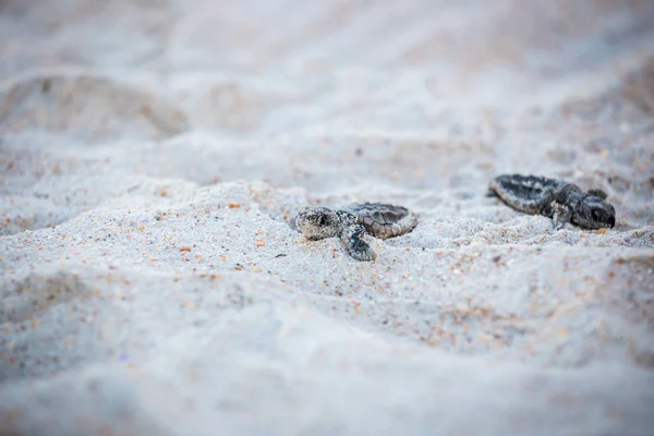 Bebé Tortugas Marinas Haciendo Camino Hacia Agua Después Eclosión — Foto de Stock