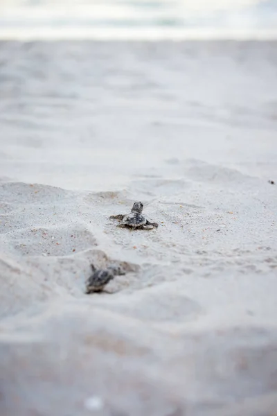 Baby Sea Turtles Making Way Water Hatching Royalty Free Stock Images