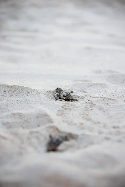 Baby Sea Turtles Making Way Water Hatching Royalty Free Stock Photos