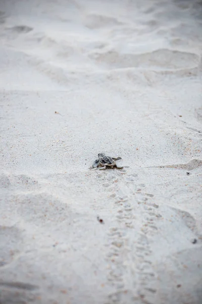 Baby Sea Turtles Making Way Water Hatching Stock Photo