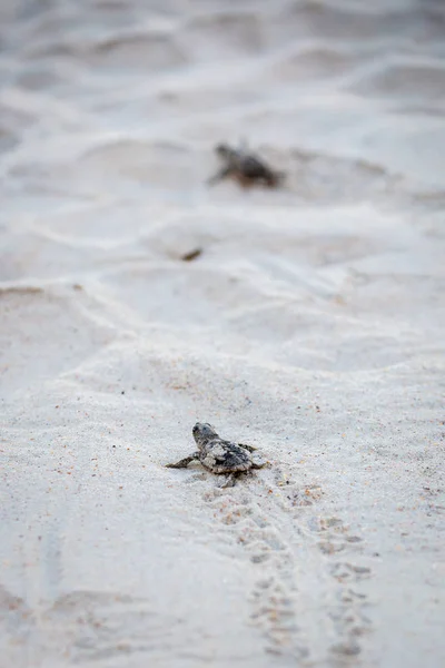 Baby Sea Turtles Making Way Water Hatching Stock Photo
