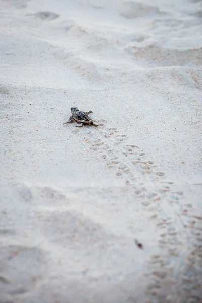 Baby Sea Turtle Hatchling Royalty Free Stock Photos