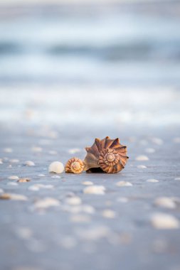 Üç salyangozu kabukları sahilde