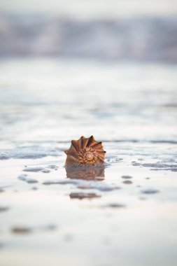 Gün batımında sahilde büyük salyangozu deniz hayvanı kabuğu