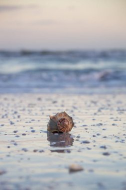 Gün batımında sahilde büyük salyangozu deniz hayvanı kabuğu
