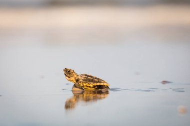 Bir kaplumbağa gibi neredeyse suya tarama sonra başardı 's baş kaldırma, yakın çekim