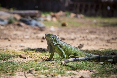Karayipler yeşil iguana