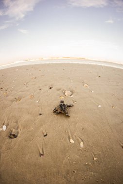Bebek deniz kaplumbağa civciv