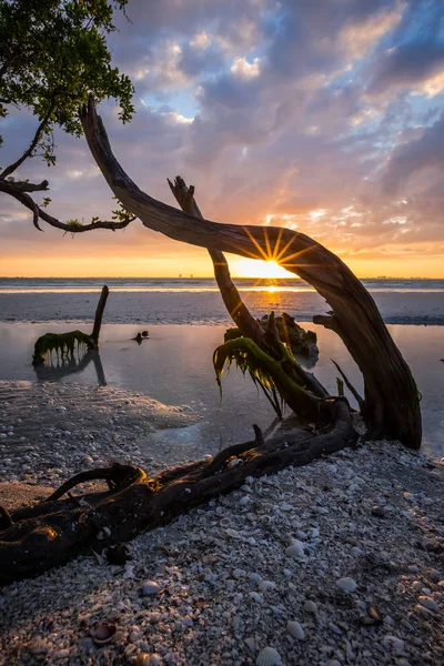 Drijfhout Zonsopgang Sanibel Island — Stockfoto