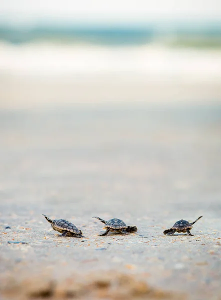 Three turtle siblings making their way down to the water for the first time