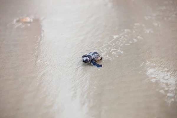 Turtles making their way to the water after hatching