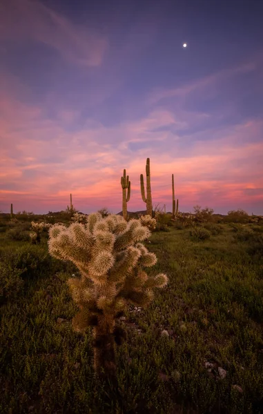Cholla cactus with an amazing Arizona sunset