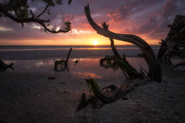 Drijfhout Zonsopgang Sanibel Island — Stockfoto