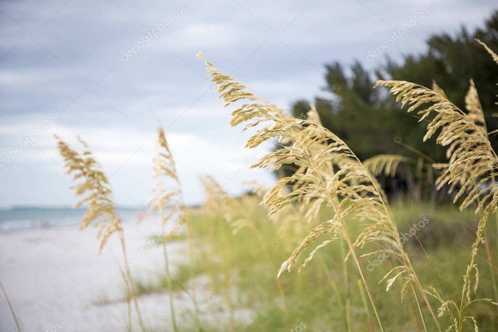 Sea grass blowing in the wind