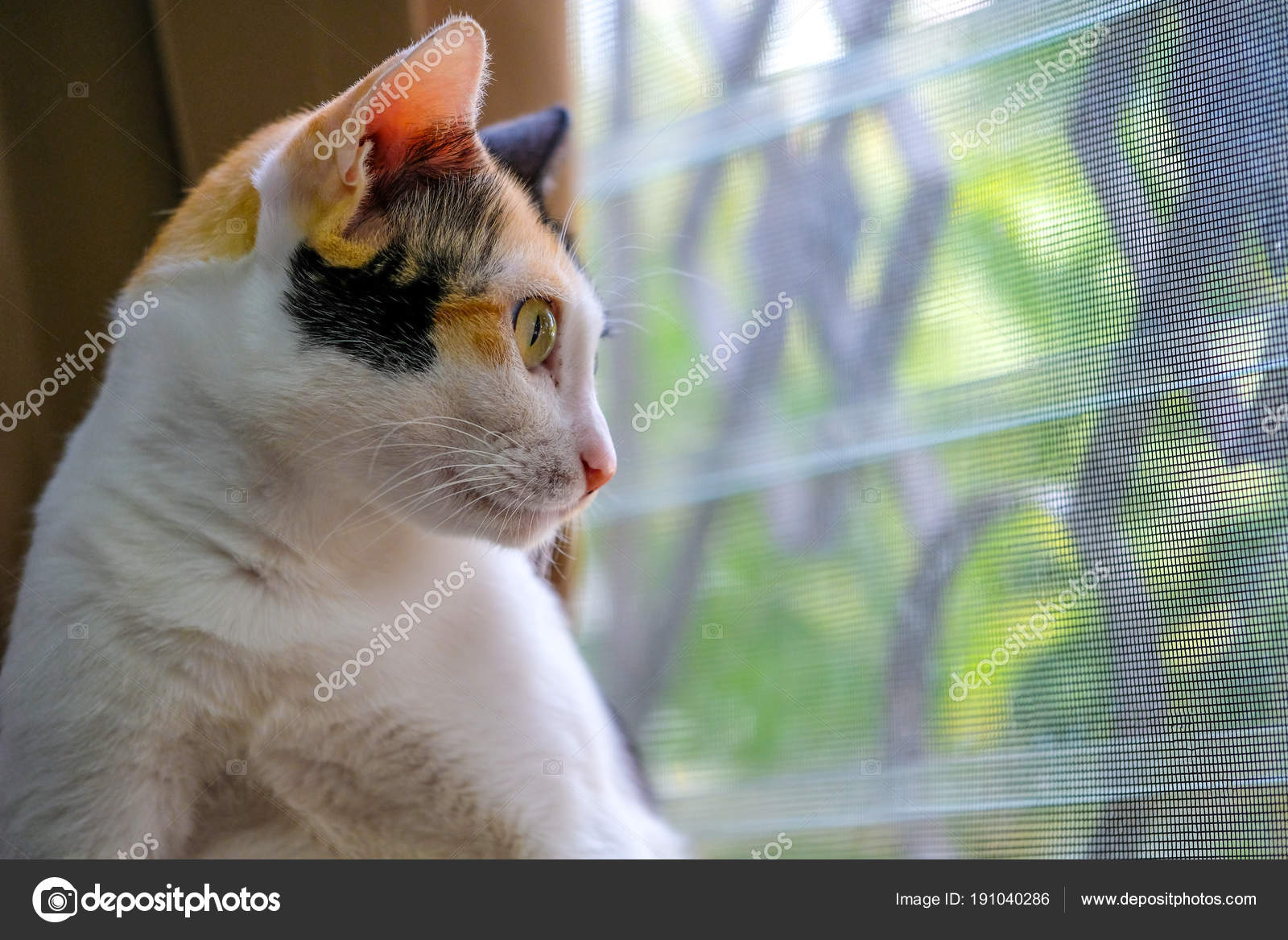 Bir Yerli Kısa Kürk Kadın Kedi Açık Bahçebakarak Pencerenin Yanında