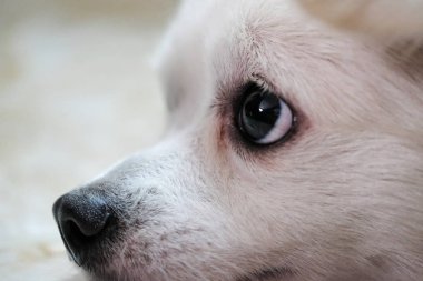 profil, köpek kartı, tebrik kartı, köpek kavramları yıl, kopya alanı ile beyaz bir chihuahua yakın çekim portre