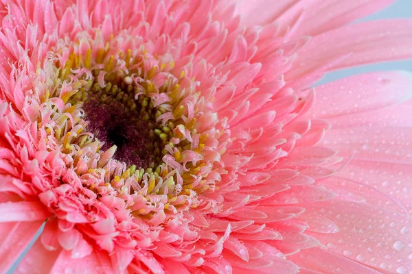 Detalles Pétalos Delicados Flor Rosa Aislado Sobre Fondo Negro — Foto de Stock