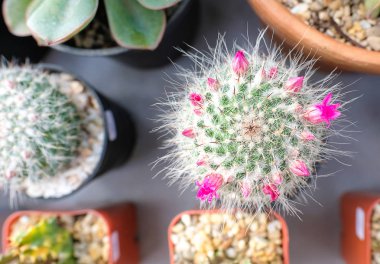 bir tencerede küçük çiçekli caccus, üst görünüm, makro, doğal aydınlatma