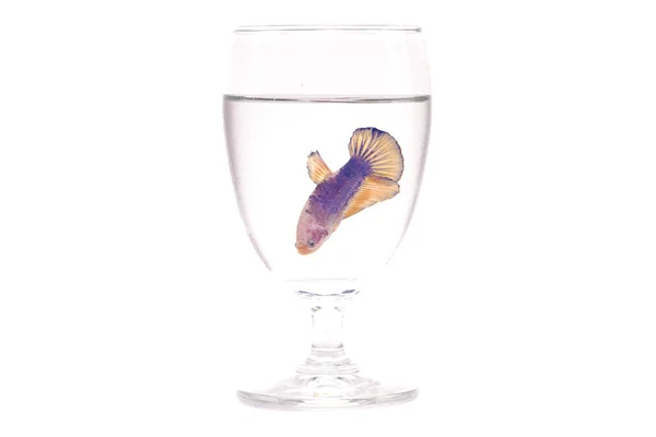 Une Femelle Violette Rose Combattant Les Poissons Dans Verre Clair — Photo