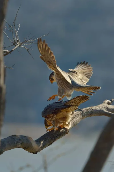 Peregrine Falcon Está Acasalando Perspectiva Linha Estado — Fotografia de Stock