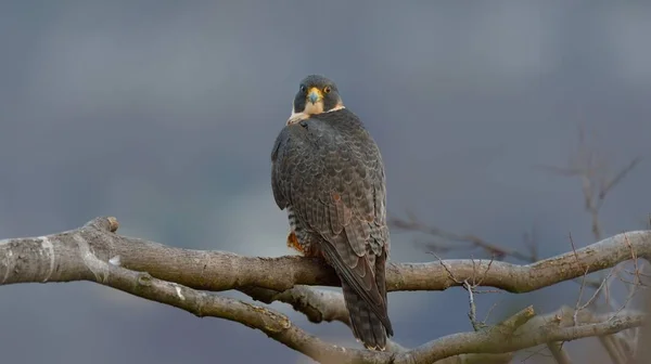 Peregrine Falcon在Palisades州际公园展示了她的背影 — 图库照片