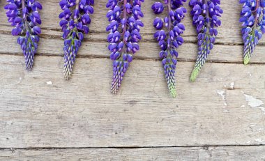 lupines ahşap zemin üzerinde