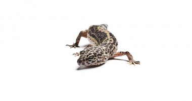 Kertenkele. Leopar gecko. Beyaz arka plan üzerinde izole bir leopar gecko Close-Up.