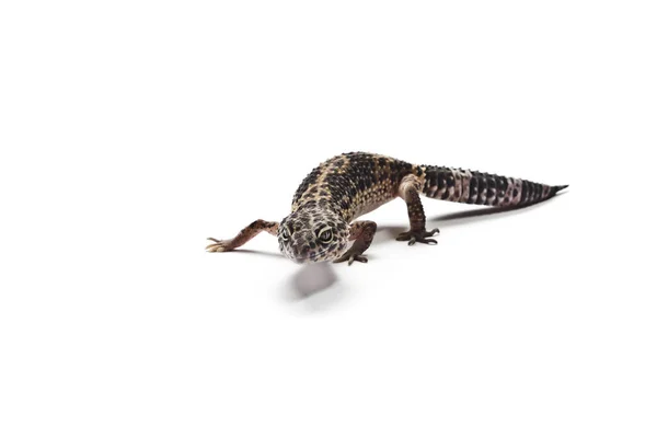 Ještěrka Gekončík Noční Detail Leopard Gecko Izolované Bílém Pozadí — Stock fotografie