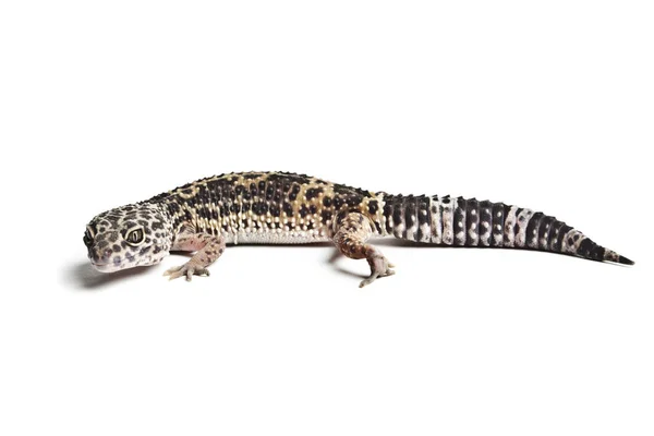 Kertenkele Leopar Gecko Beyaz Arka Plan Üzerinde Izole Bir Leopar — Stok fotoğraf