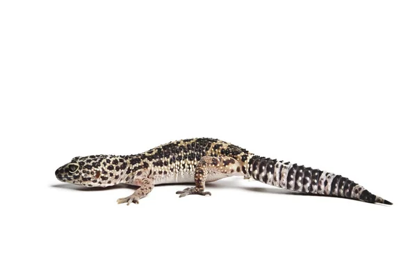 Kertenkele Leopar Gecko Beyaz Arka Plan Üzerinde Izole Bir Leopar — Stok fotoğraf