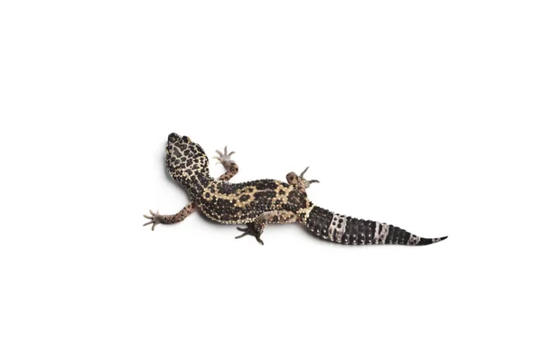 Ještěrka Gekončík Noční Detail Leopard Gecko Izolované Bílém — Stock fotografie