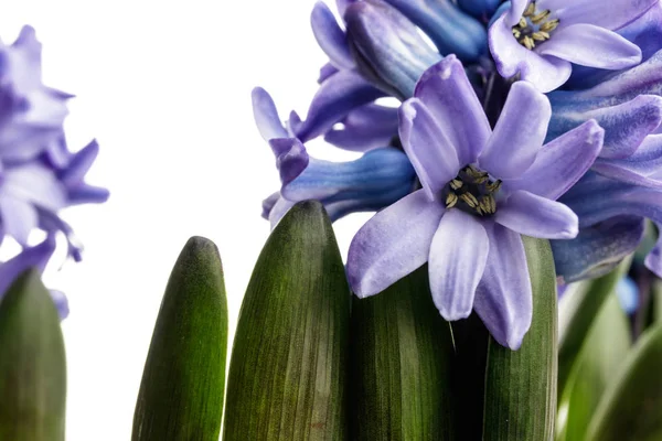 Hyacinth em branco . — Fotografia de Stock