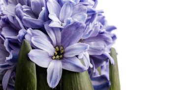 Hyacinth as background. Blossom.