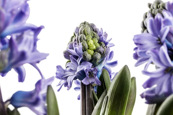 Hyacinth em branco . — Fotografia de Stock