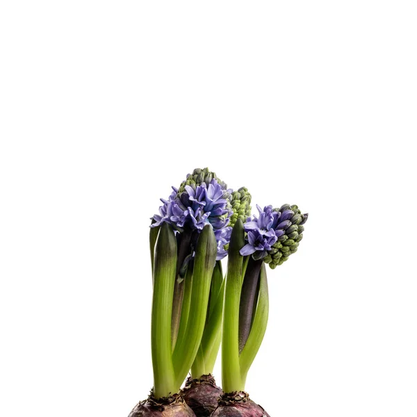 Hyacinth em branco . — Fotografia de Stock