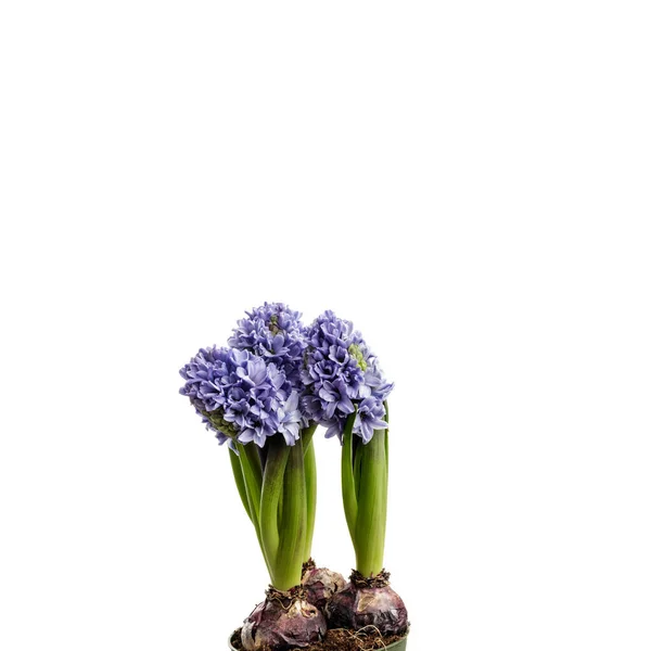 Hyacinth on white. — Stock Photo, Image
