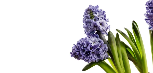 Hyacinth em branco . — Fotografia de Stock