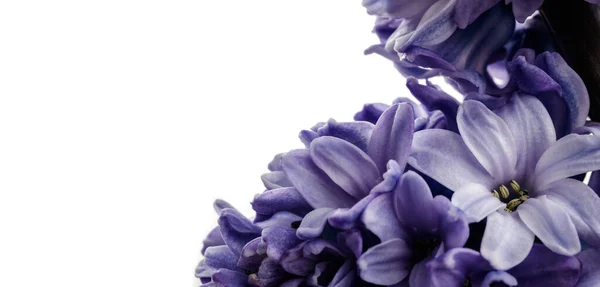 Hyacinth as background. Blossom. Stockbild