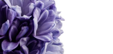 Hyacinth as background. Blossom.