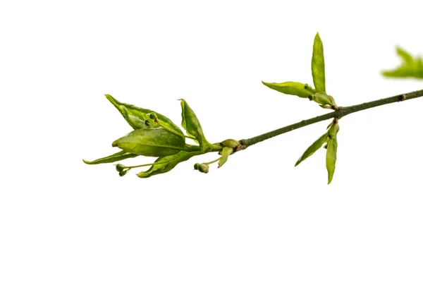 Leaves Buds Isolated White Background Growing Buds Springtime Macro — Stock Photo, Image