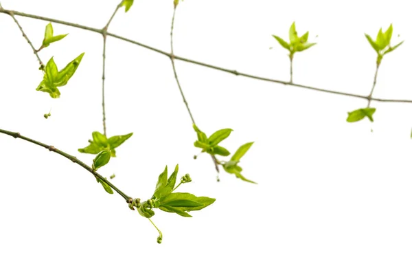 Leaves Buds Isolated White Background Growing Buds Springtime Macro — Stock Photo, Image