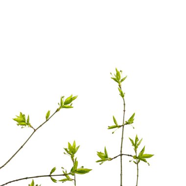 Yapraklar ve tomurcuklar beyaz arka planda izole edilmiş. Büyüyen tomurcuklar. İlkbahar. Makro.