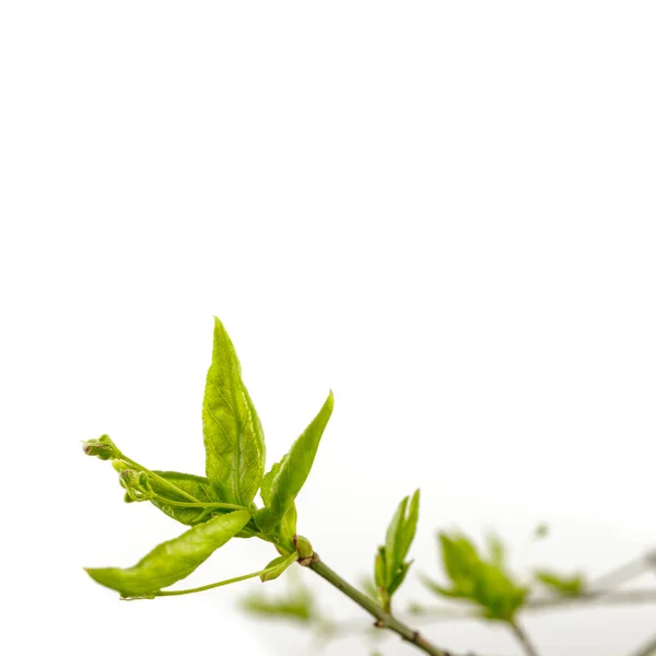Φύλλα Και Μπουμπούκια Που Απομονώνονται Λευκό Φόντο Καλλιεργούν Άνοιξη Μακρό — Φωτογραφία Αρχείου