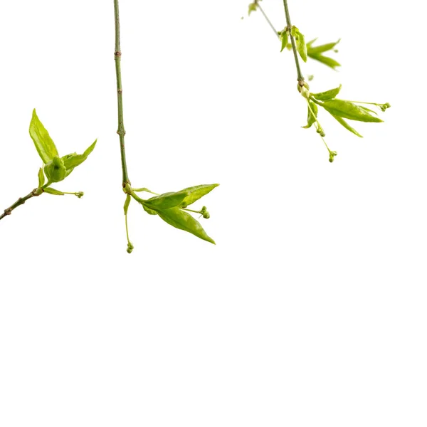 Leaves Buds Isolated White Background Growing Buds Springtime Macro — Stock Photo, Image